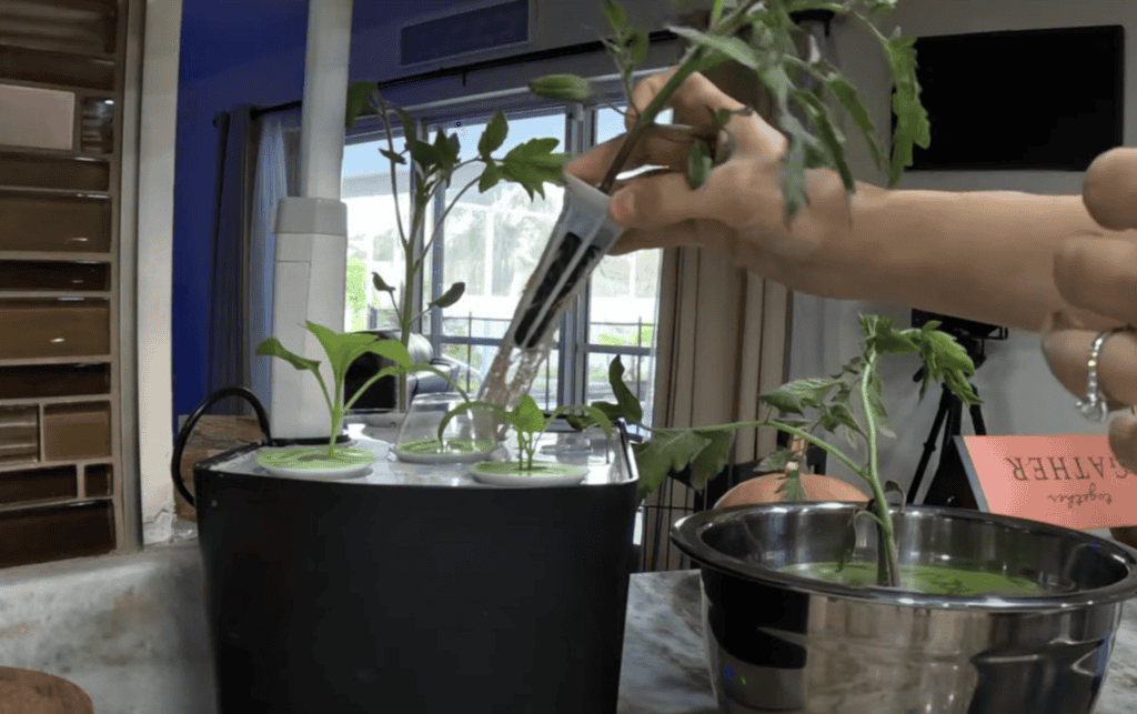 Transplant tomato plants outside